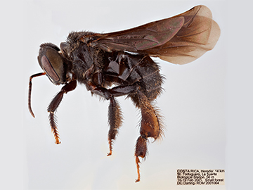 [Trigona silvestriana female (lateral/side view) thumbnail]